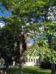Ailanthus altissima