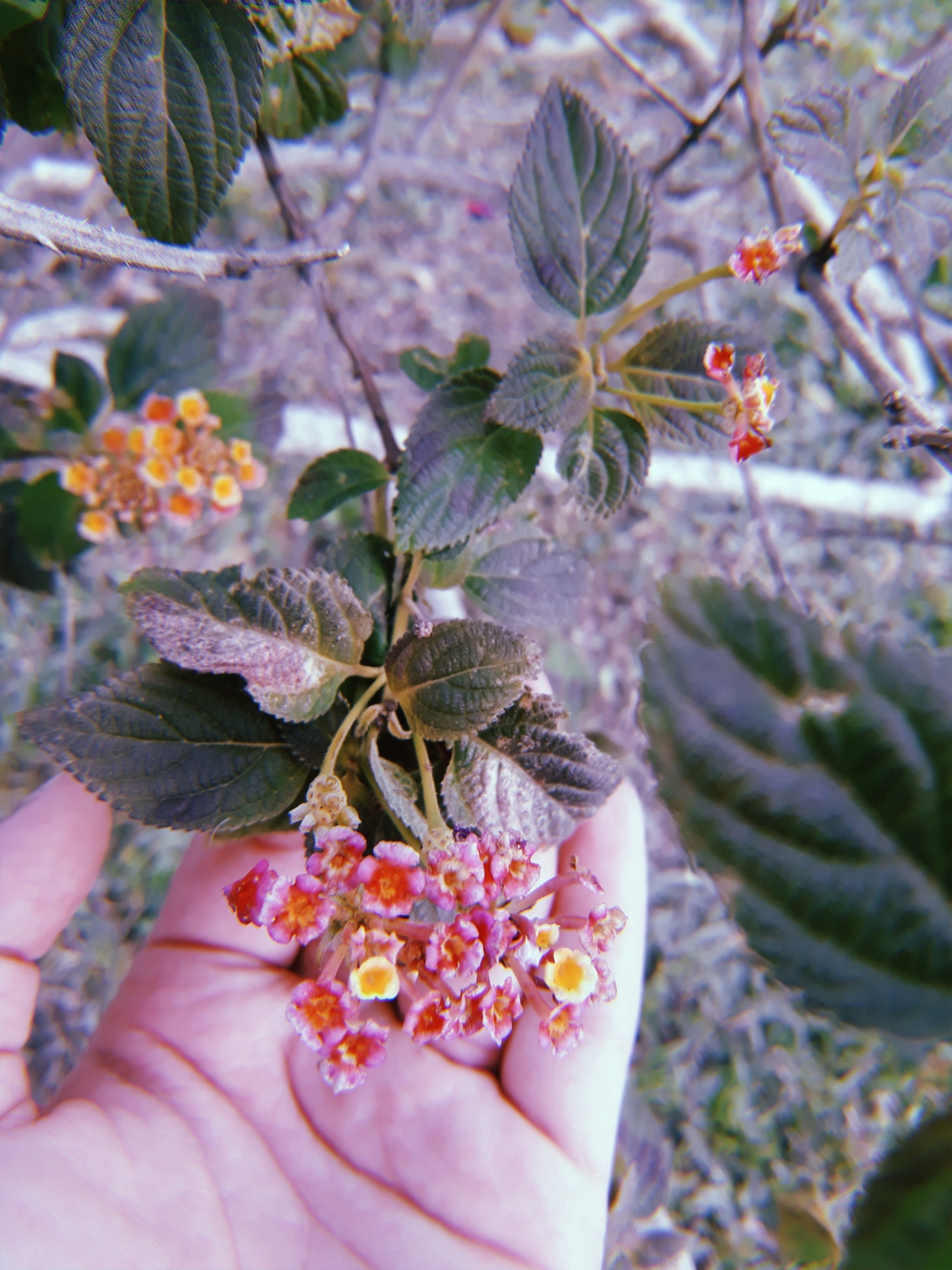 Lantana camara