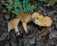 Lactarius croceus