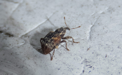 Conotrachelus anaglypticus