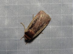 Ochropleura