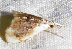 Lipocosmodes fuliginosalis