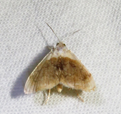 Lipocosmodes fuliginosalis