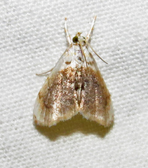 Lipocosmodes fuliginosalis