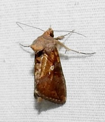 Argyrogramma verruca