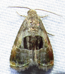 Tripudia rectangula