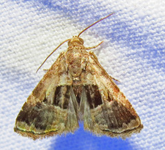 Tripudia rectangula