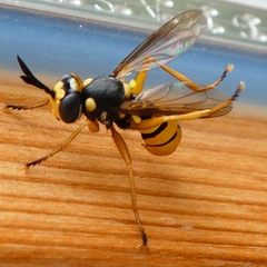 Conopini