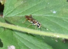Macrophya varia