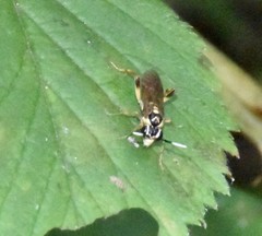 Macrophya varia