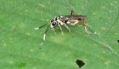 Macrophya varia