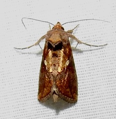 Argyrogramma verruca