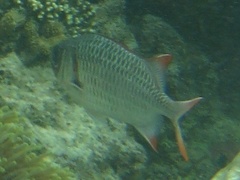 Myripristis violacea