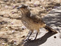 Toxostoma curvirostre