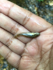 Rhinichthys atratulus