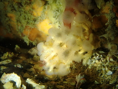 Aplidium punctum