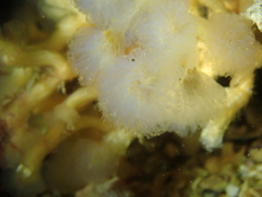 Aplidium punctum