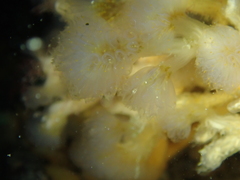 Aplidium punctum