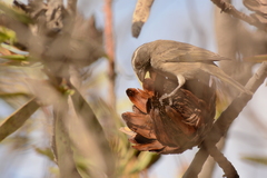 Crithagra gularis gularis