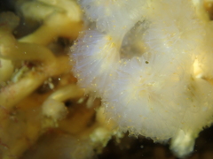 Aplidium punctum