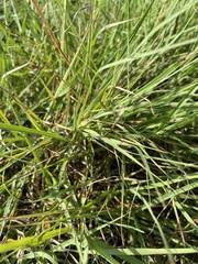 Bouteloua dactyloides