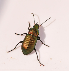 Poecilus cupreus