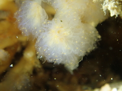 Aplidium punctum