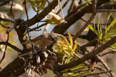 Crithagra gularis gularis