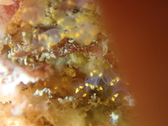Pycnoclavella aurilucens