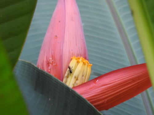 Musa laterita