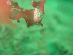 Tricolia pullus