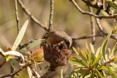 Crithagra gularis gularis