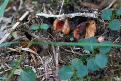 Calostoma cinnabarinum