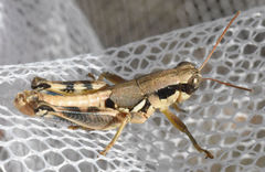 Melanoplus plebejus