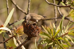 Crithagra gularis gularis