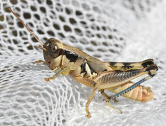 Melanoplus plebejus