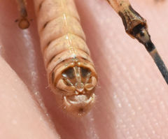Melanoplus plebejus