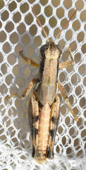 Melanoplus plebejus