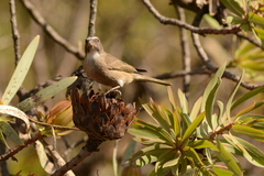 Crithagra gularis gularis