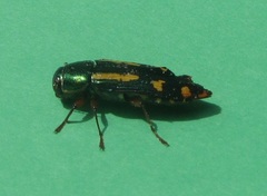 Buprestis rufipes