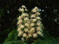 Aesculus glabra glabra