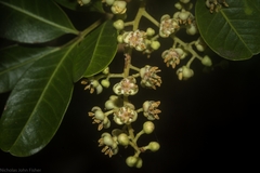 Cupaniopsis parvifolia