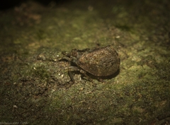 Cotylana angustifrons