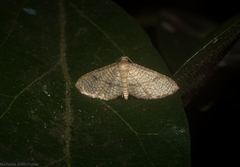 Addaea subtessellata