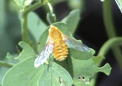 Bombyliidae