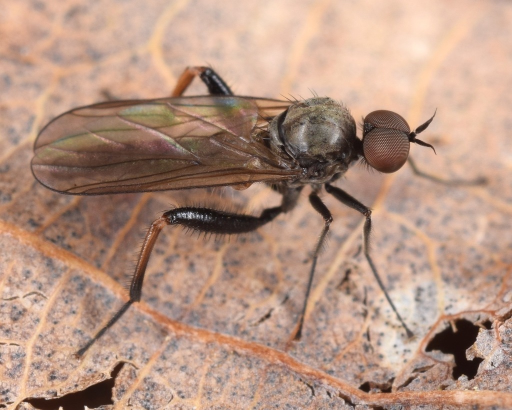 Hoplocyrtoma femorata
