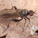 Hoplocyrtoma femorata - Photo 由 skitterbug 所上傳的 (c) skitterbug，保留部份權利CC BY