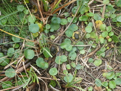 Hydrocotyle vulgaris