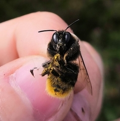 Bombus confusus