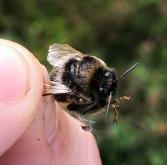 Bombus confusus